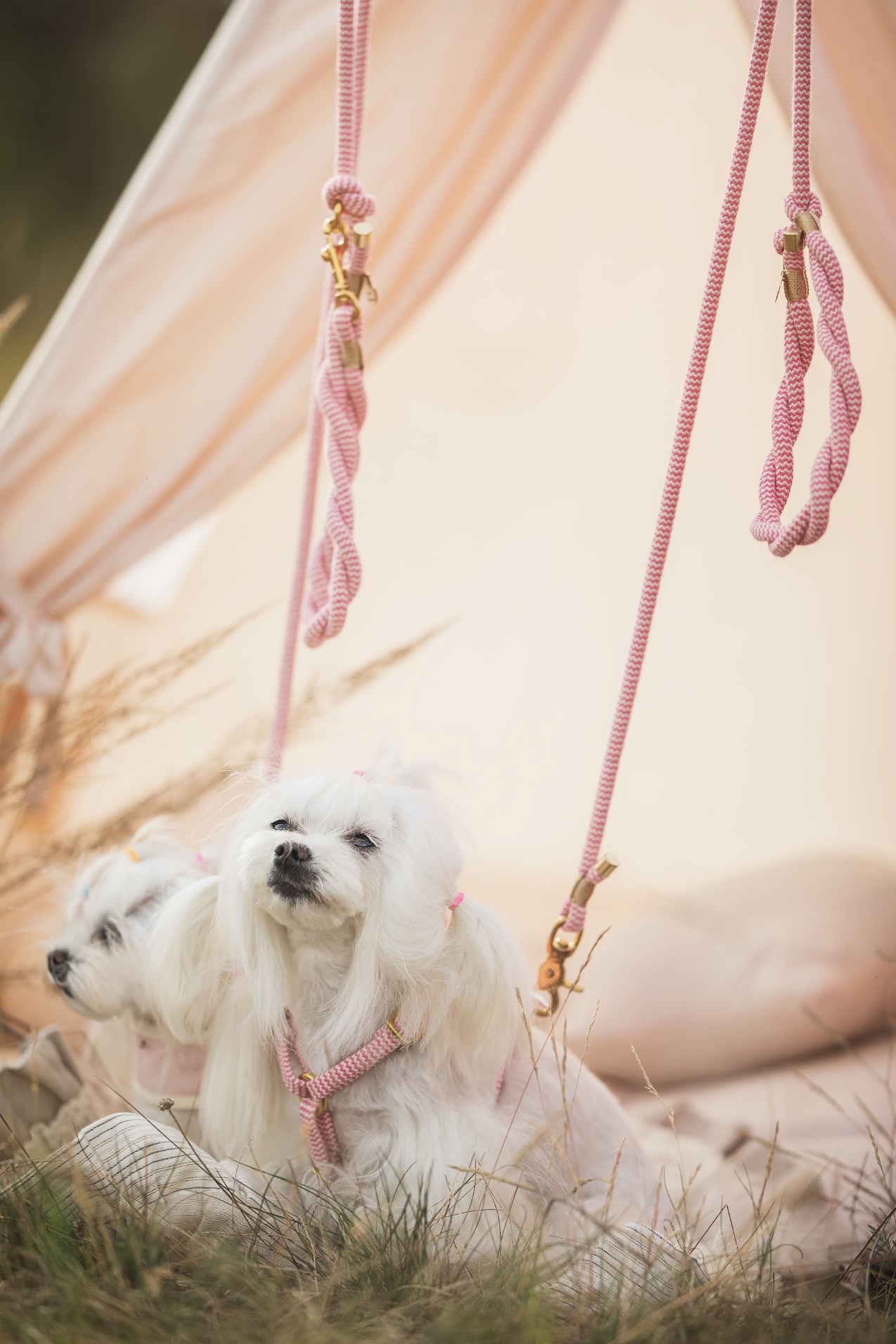 Szelki Zigzag Rose Beige Bow - obrazek 3